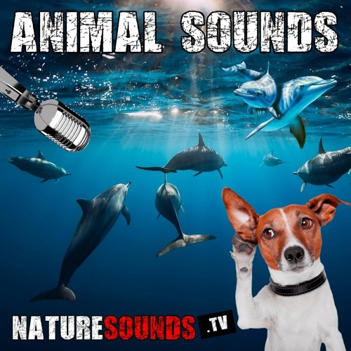 Stream Nature Sounds TV | Listen to Animal Sounds playlist online for free  on SoundCloud