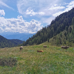 Campanacci