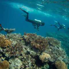 Best Which Of The Following Indicates Scuba Diving Or Snorkeling Activity Prices Reviews