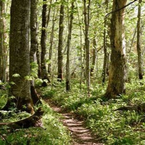 In A Forest #154