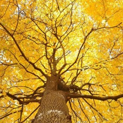 Yellow (Coldplay Cover)