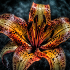 and saw, within the moonlight of his room - making it rich, and like a lily in bloom