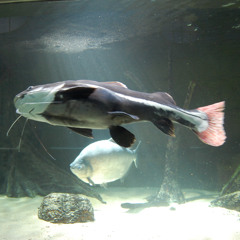 at trein der traagheid 2025-05-23