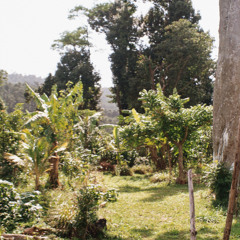 when de mango fall from de tree but it a bit too ripe - DEMO