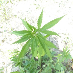 NEMA ~ AMEN ~ One love… one light… (No MDMA ~ only 9DMA) (9DMA) (ADHF)