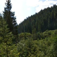 Приріст лісів із 1990 року склав близько 400 тис га — Кравець