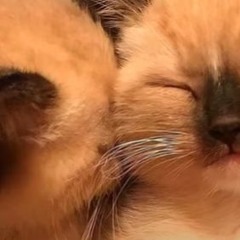 Nyanpasu (remix) - Renge Miyauchi // ( Lyric) Tik Tok Song