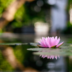 The Sacred Unfolding to Heal Yoni from Trauma