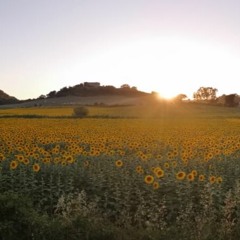 Crickets and Cicadas