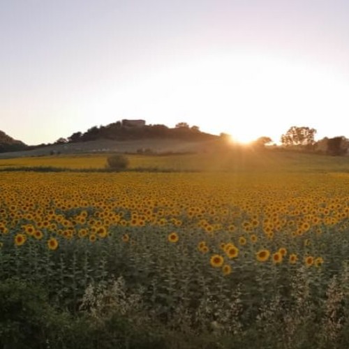 Crickets and Cicadas