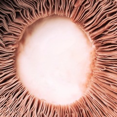 Lions Mane (Emperor Wuchi+Jim Kelly)