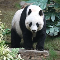 Panda Panda Panda