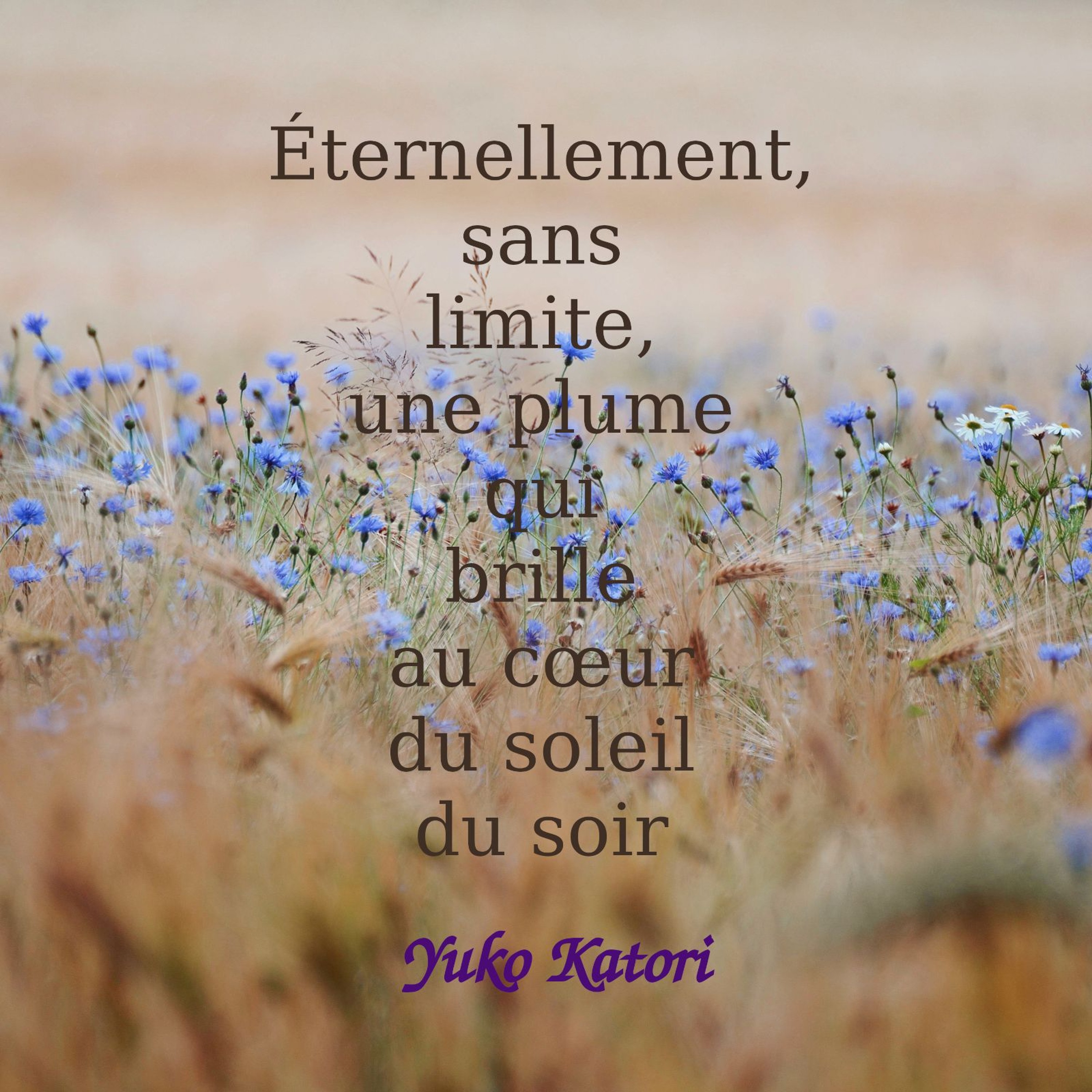 Éternellement, sans limite, une plume qui brille au cœur du soleil du soir episode artwork
