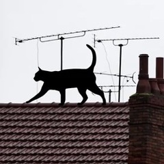 on a hot tin roof