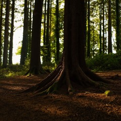 Root solstice journey..m4a