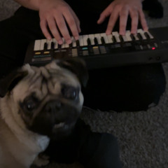 YOUR DOG (demo)