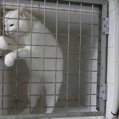 Flounder X Rama - Who Let the Cats Out