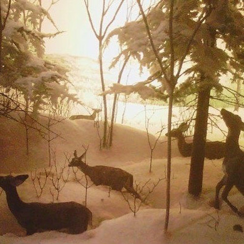 schimo x sus “Run With The Wind