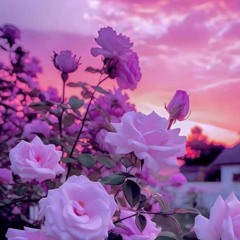 DREAMS