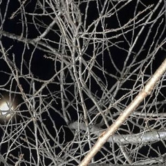 leave my side {prod. sergiospharaoh}