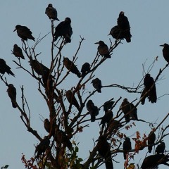 Crows (prod. Tenplay3r)