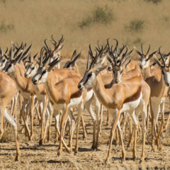 Gazelles