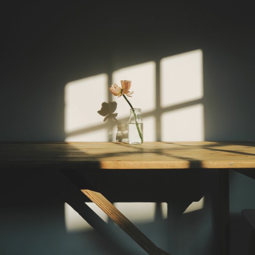 Vì mất đi ánh mặt trời - Trịnh Thanh Vân