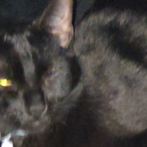 𝐍𝐞𝐯𝐞𝐫 𝐒𝐞𝐯𝐞𝐫⁽ᴰᵉᵐᵒ⁾ - loveroché