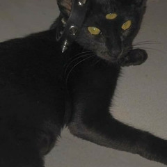 go kitty go… (sped up