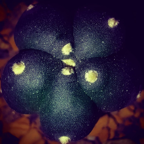 C418 - Aria Math handpan cover (UnI Remix)