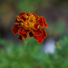 Marigold (Nirvana cover)