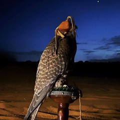 يمرون في غيابك على شاشة المرصاد