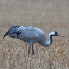 Crane chatting