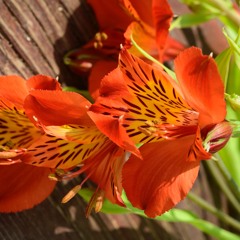 Tiger Lilies