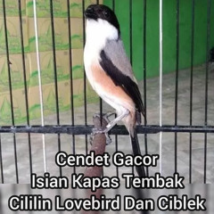 Cendet Gacor Isian Kapas Tembak Cililin Lovebird Dan Ciblek