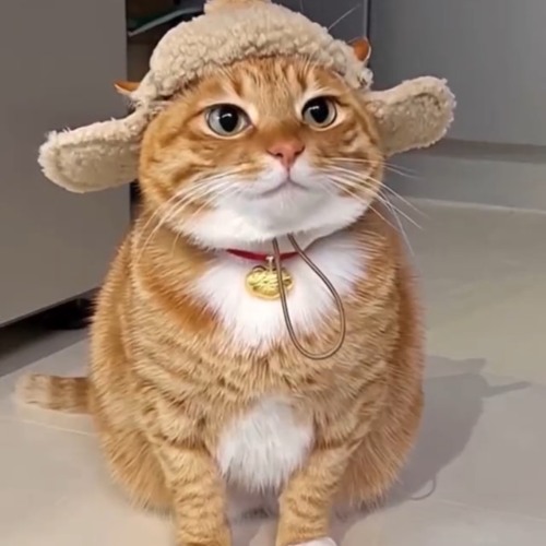 Swuing Tung & Bijhas- amor .m4a