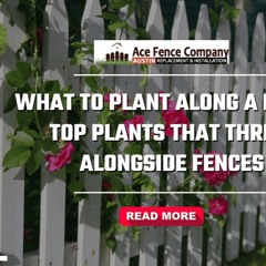 What to Plant Along a Fence: Top Plants That Thrive Alongside Fences
