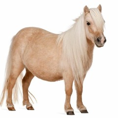 Pony Hardtekk rmx (190bpm)