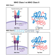 MHC Class I vs MHC Class II_ Key Differences and Functions