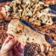 Predator Pros Episode 96: Listener Q&A with Geoff Nemnich