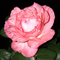 AX56