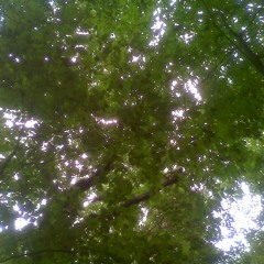 Laying Down and Looking at the Leaves