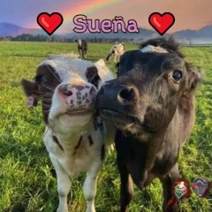 Sueña(Feat. Grupo Románticos)