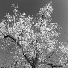 Soliloquy [the screaming fox]