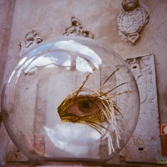 The cage