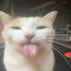 https://youtu.be/dQw4w9WgXcQ?si=VRB7bFvkQ7UEFBx3