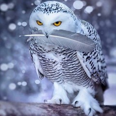 Kan ya ma kan  - كان ياما كان  _ A5rass  -  الاخرس  ( Official Lyrics Video )(MP3_128K)_1.mp3