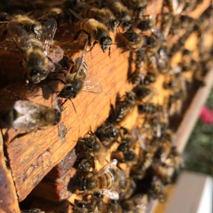 Honey Bee