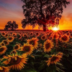 Slow Burn - Sunflower.mp3