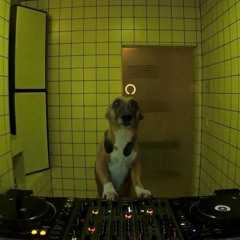 Daisy on the decks